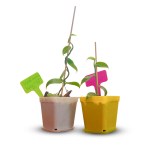 grow24-Infographic showing GROW24 vanilla bean orchid starter plants, a US USDA zone map highlighting zones 10–11, and text about ready‑to‑grow, tissue‑cultured, high‑yield vanilla vines