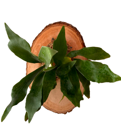 grow24-Mounted staghorn fern air plant on a round aromatic live edge cedar plaque with size labels 20 in by 15 in and icons highlighting air purifying, handcrafted copper wiring, aesthetic versatility, soilless design, and low maintenance water needs