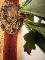 Air Plant Staghorn Fern Mounted on Aromatic Live Edge Cedar - Image 3