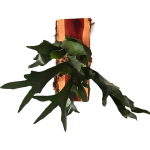 grow24-Extra‑large staghorn fern air plant mounted vertically on a tall aromatic live edge cedar board with size label 30 in / 72 cm and icons noting air purifying, handcrafted copper wiring, aesthetic versatility, soilless design, and low maintenance water needs