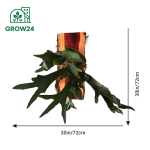 Air Plant Staghorn Fern Mounted on Aromatic Live Edge Cedar - Image 5