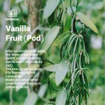 Vanilla Bean Orchid Starter Plant – High-Yield Tropical Vanilla Vine - Image 2