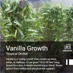 Vanilla Bean Orchid Starter Plant – High-Yield Tropical Vanilla Vine - Image 3