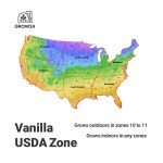 Vanilla Bean Orchid Starter Plant – High-Yield Tropical Vanilla Vine - Image 4